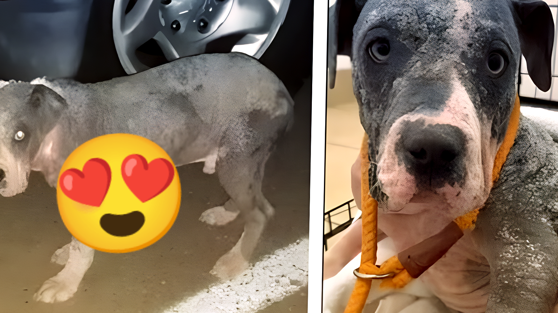 Terribile abbandono di un cucciolo di sei mesi nel parcheggio di una chiesa: la sua salute è in pericolo (VIDEO)