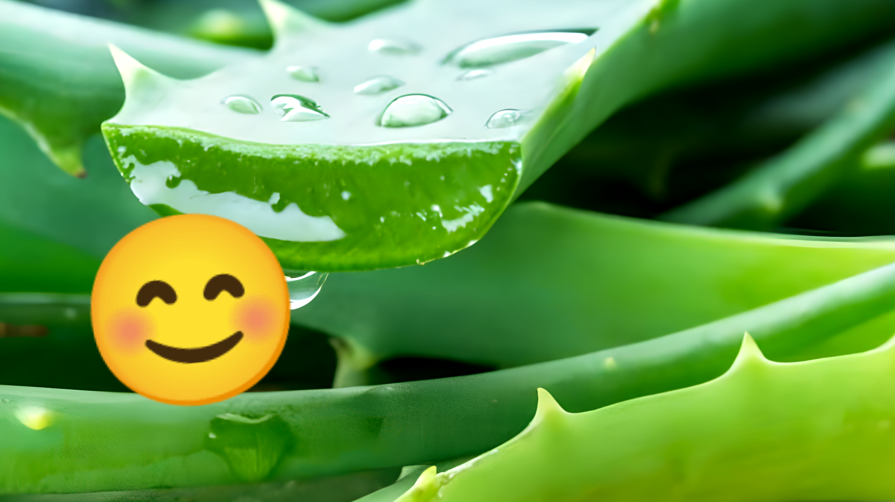 Scopri i benefici sorprendenti della Pianta miracolosa: l'Aloe vera ti cambierà la vita!