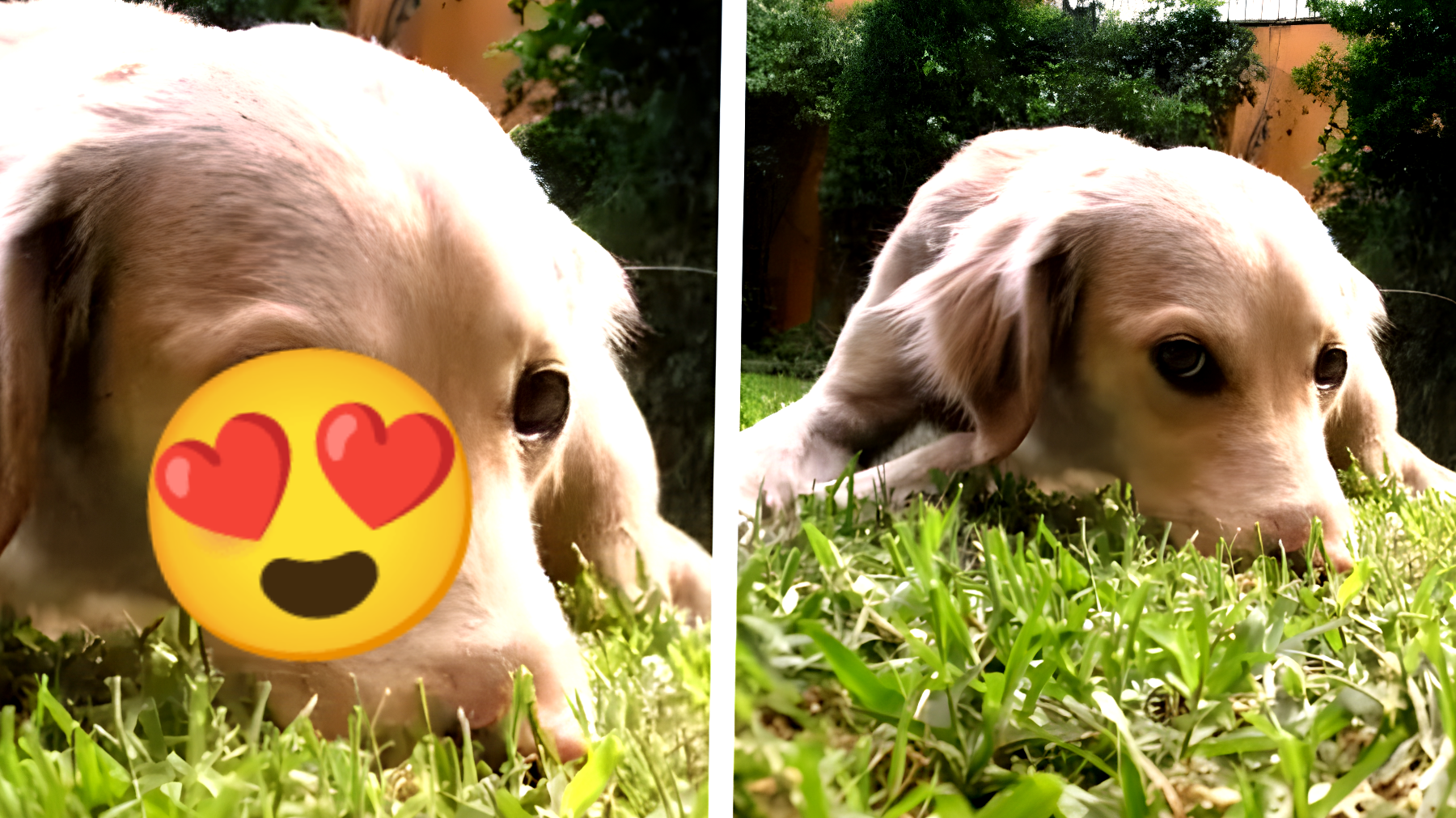 Il cane che non voleva diventa il compagno inseparabile di papà: la loro dolce routine della buonanotte (VIDEO)