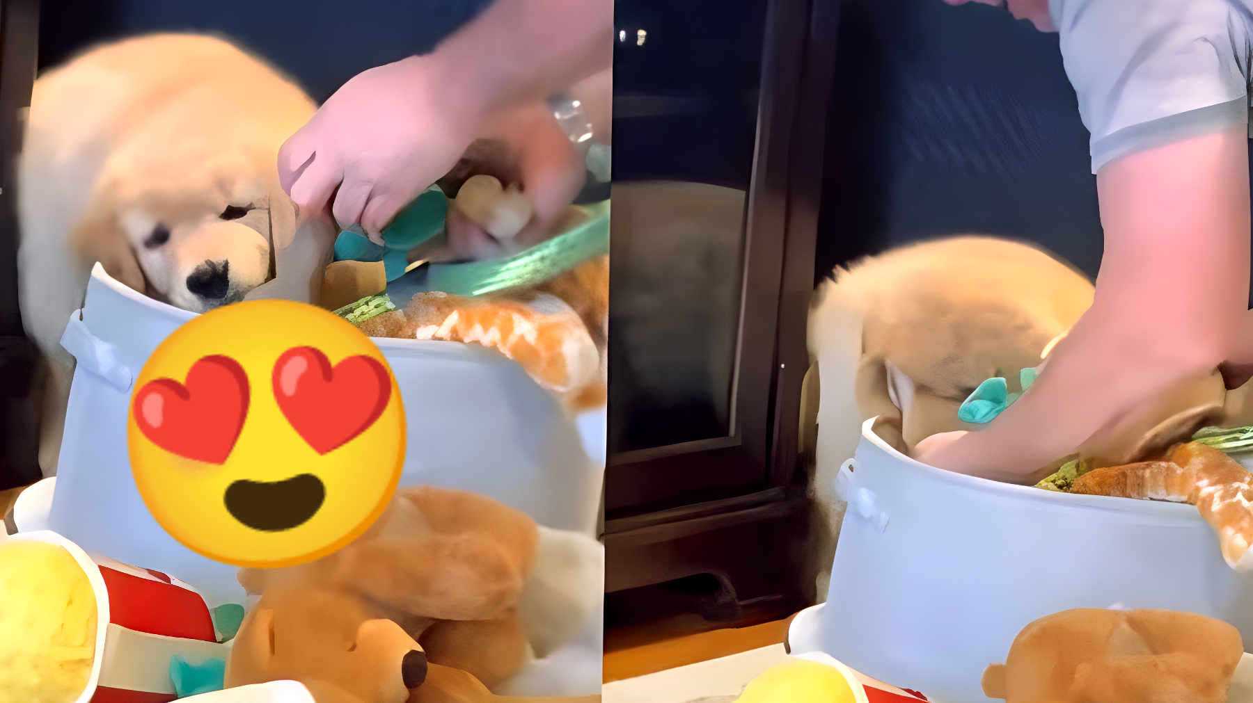 L'uomo che ha commosso il web: aiuta il suo Golden Retriever a trovare il giocattolo preferito (VIDEO)