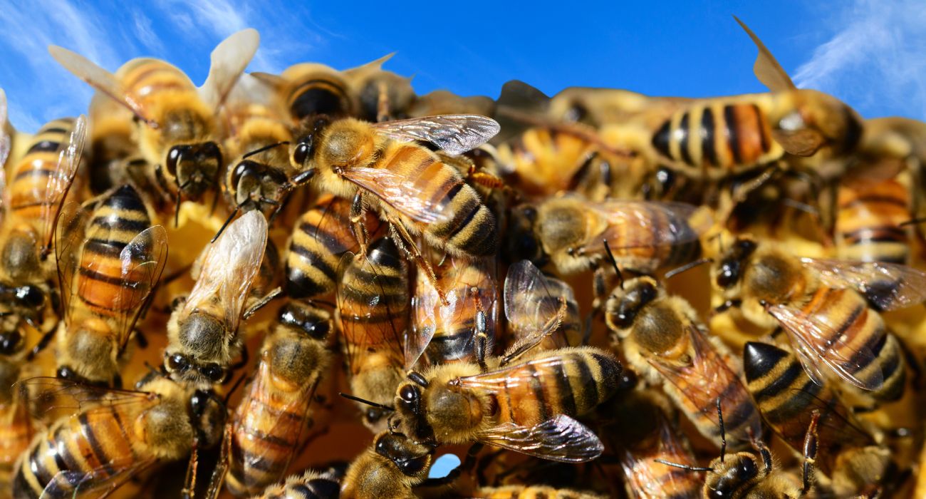 Api in Canada: cos'è successo