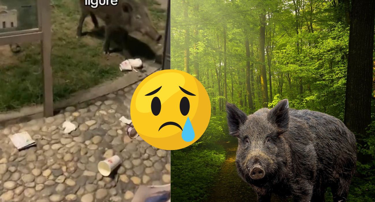 Il cinghiale torna in Liguria: cosa è successo