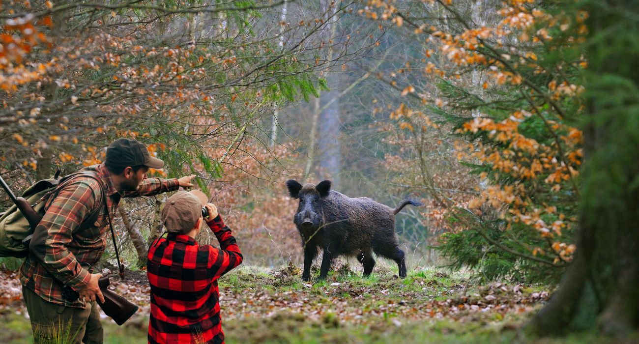 Il cinghiale fa il giro del web: cosa è successo in Liguria