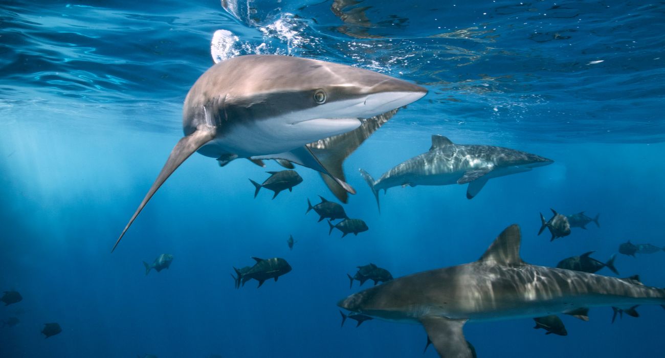 L'isola più pericolosa del mondo: cosa sapere