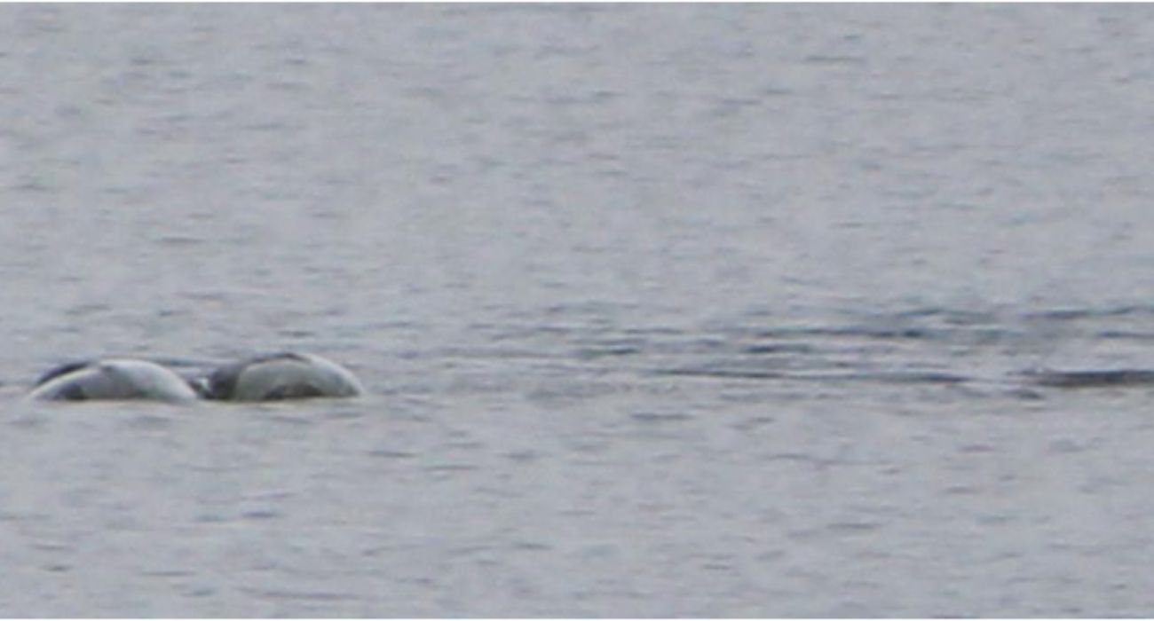 Mostro di Loch Ness: cosa sapere