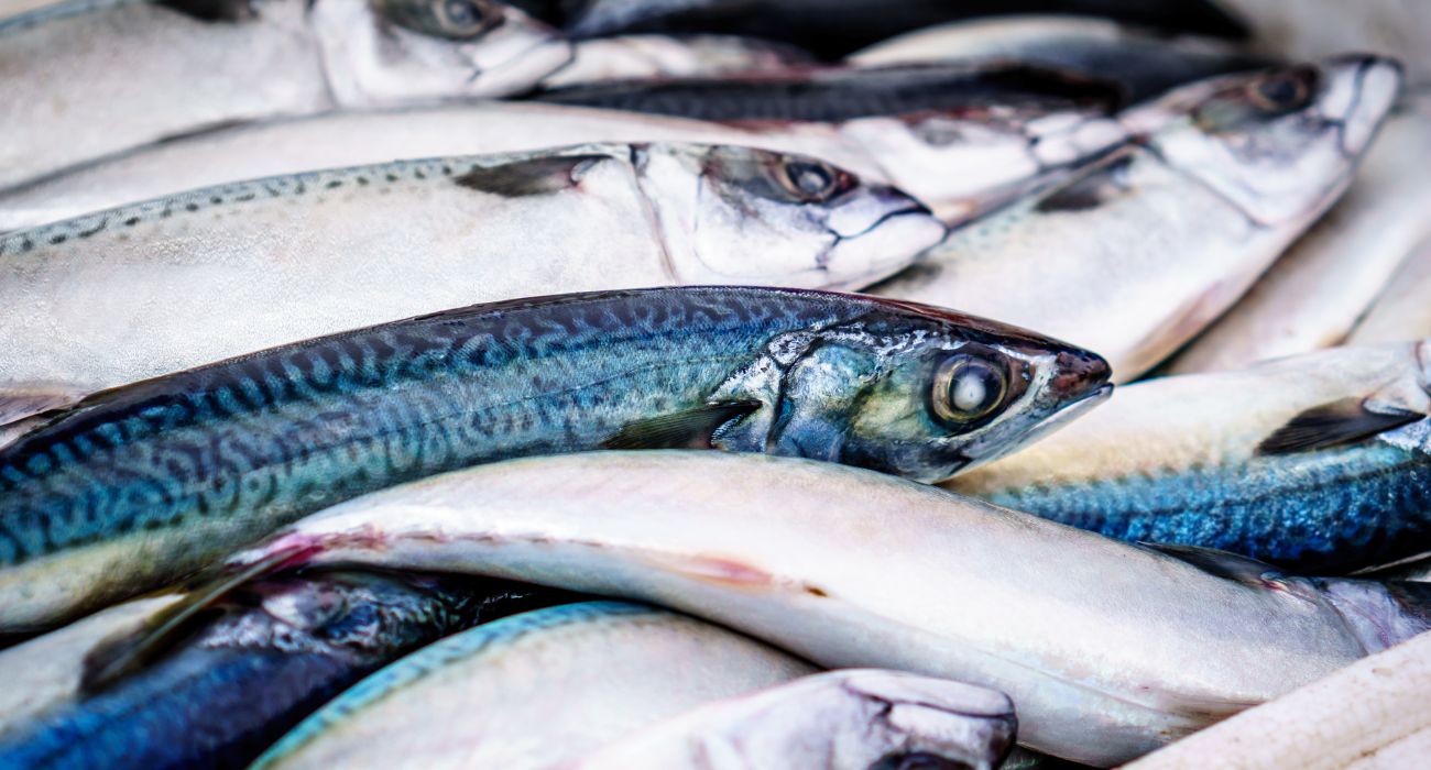 Meglio il pesce del Sud o del Nord: la risposta di Camilla Fracasso