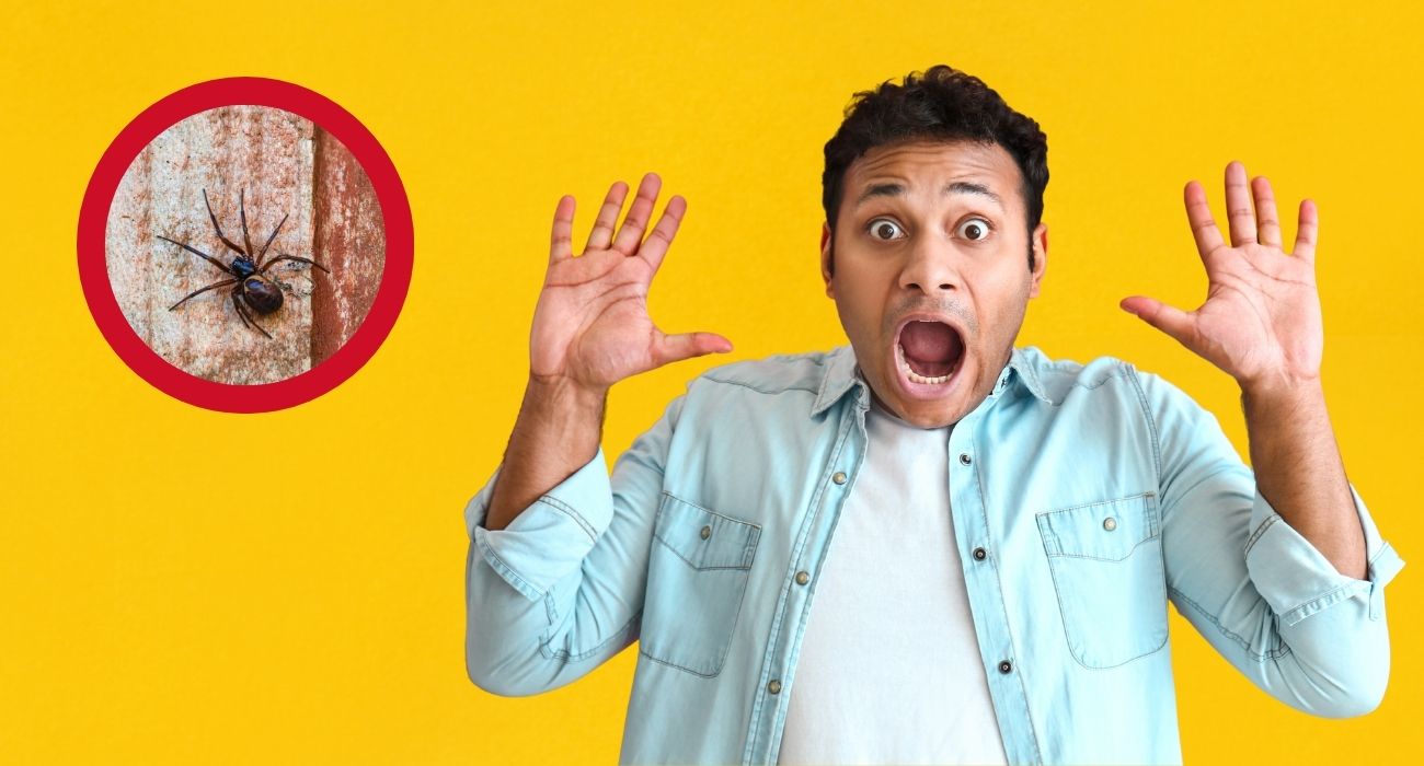 La falsa vedova nobile è il terzo ragno più pericoloso al mondo