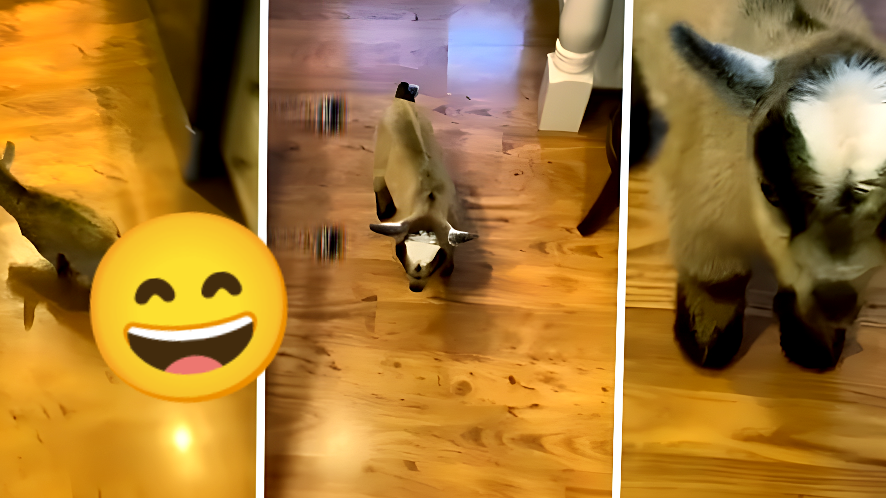 La commovente reazione di una capretta domestica quando ha fame: il video che sta facendo impazzire il web!